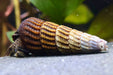 Tylomelania towutensis - Turmdeckelschnecke - Towuti black/yellow - Water - Plants