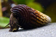 Tylomelania towutensis - Turmdeckelschnecke - Towuti black/yellow - Water - Plants