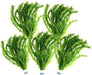Wasserpest - Elodea Densa im Bund / 5 Bund im Set - Water - Plants