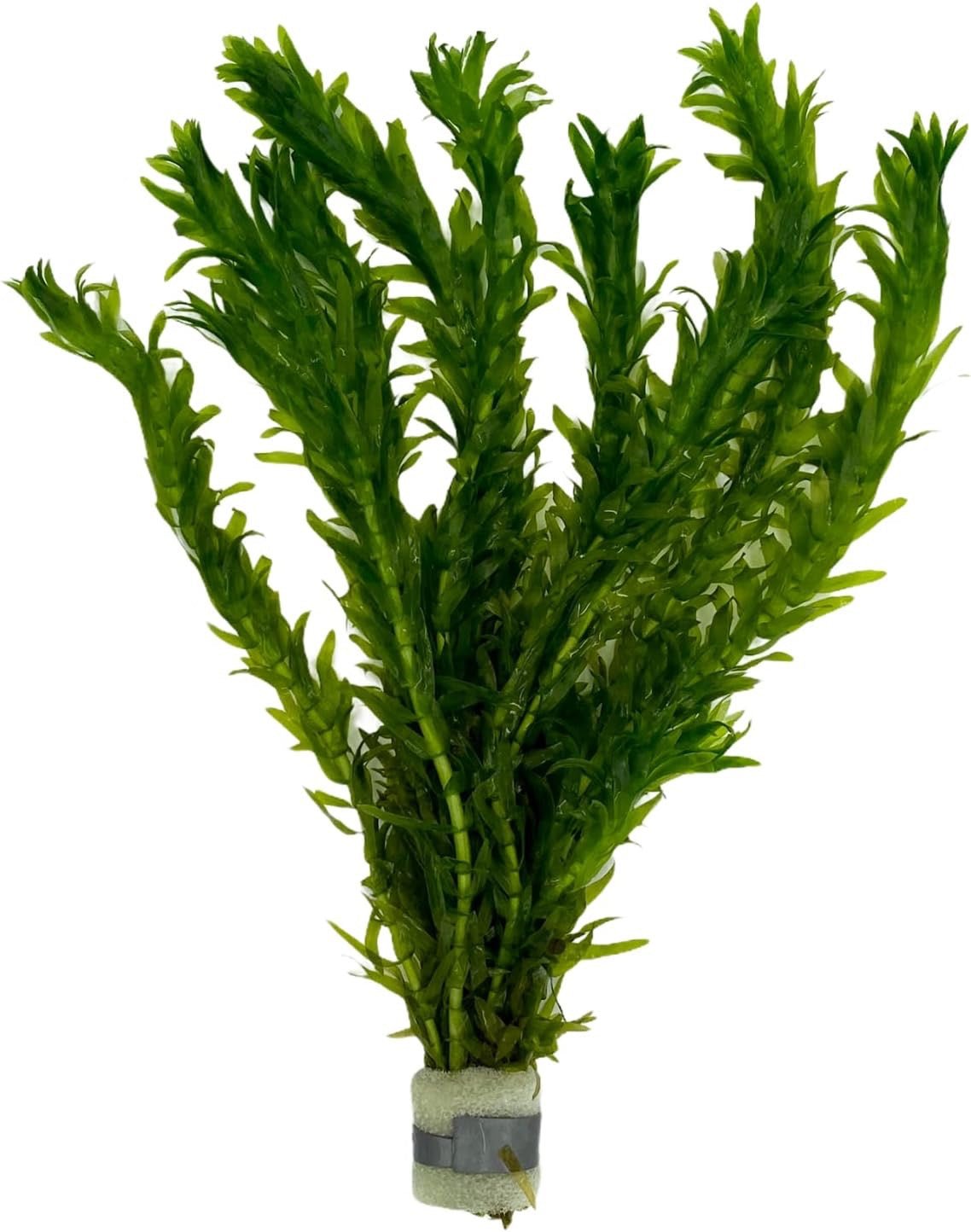Wasserpest - Elodea Densa im Bund / 5 Bund im Set - Water - Plants