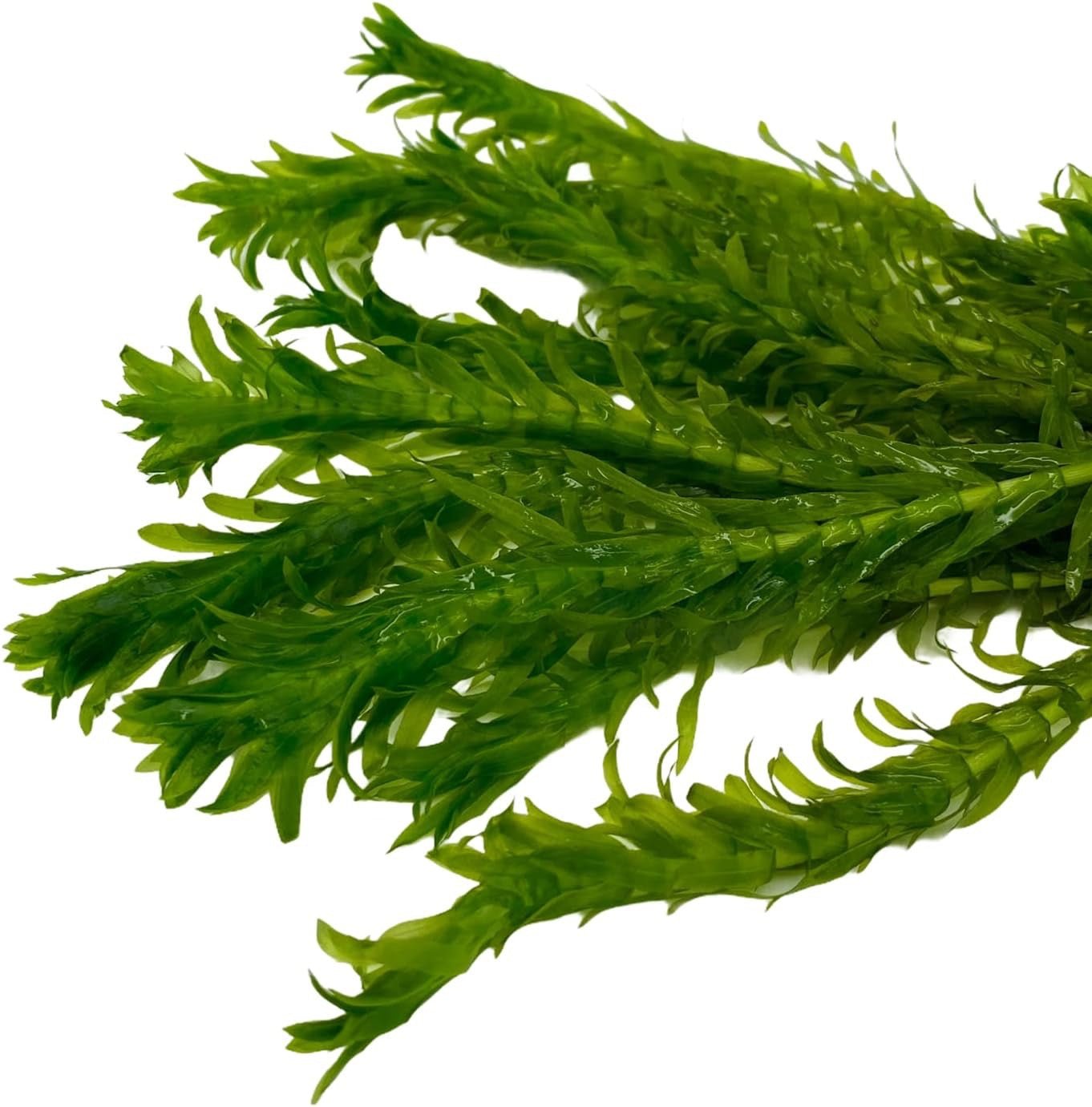Wasserpest - Elodea Densa im Bund / 5 Bund im Set - Water - Plants