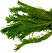 Wasserpest - Elodea Densa im Bund / 5 Bund im Set - Water - Plants