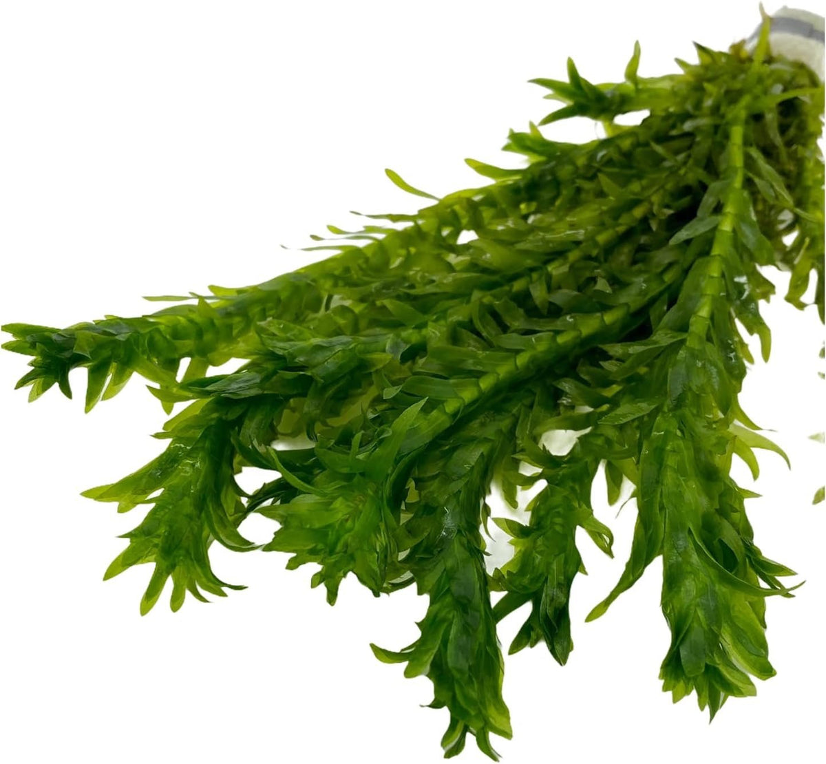 Wasserpest - Elodea Densa im Bund / 5 Bund im Set - Water - Plants