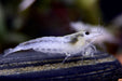 Weiße Amano Garnele Größe L - Caridina multidentata - Water - Plants