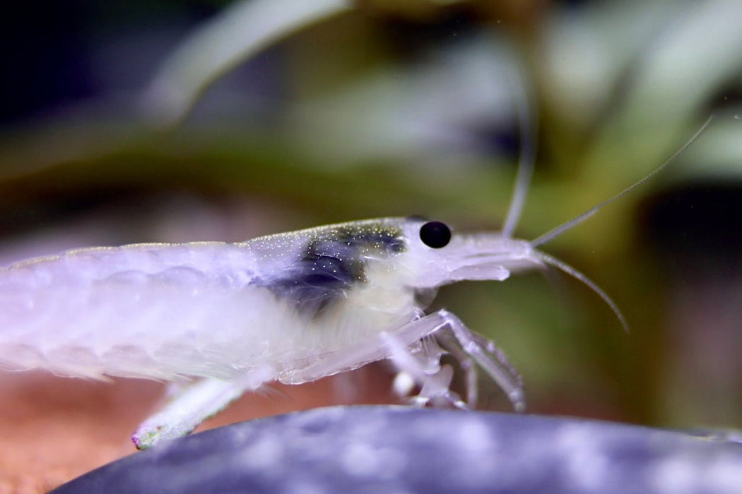Weiße Amano Garnele Größe L - Caridina multidentata - Water - Plants