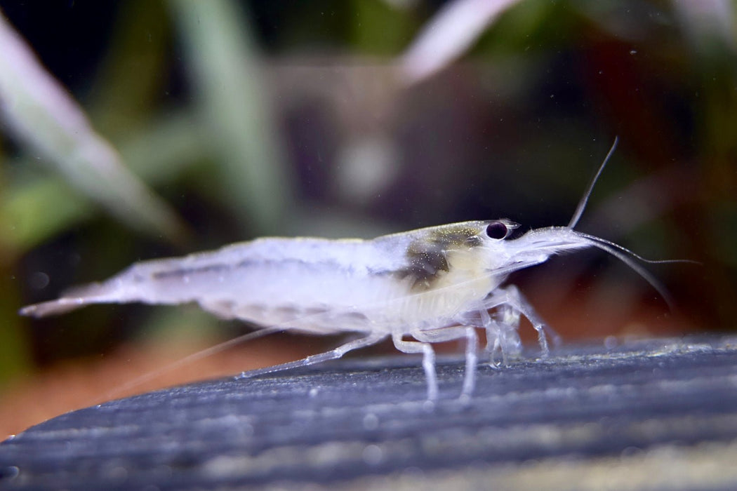 Weiße Amano Garnele Größe L - Caridina multidentata - Water - Plants