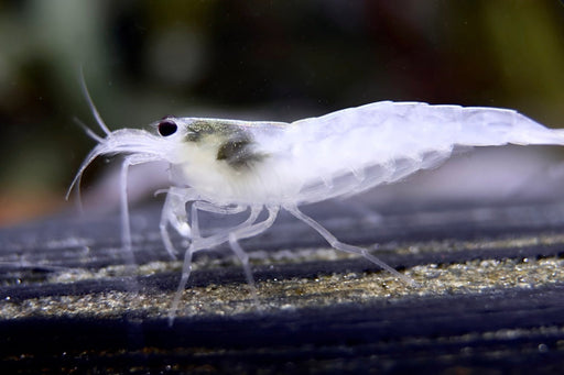 Weiße Amano Garnele Größe L - Caridina multidentata - Water - Plants