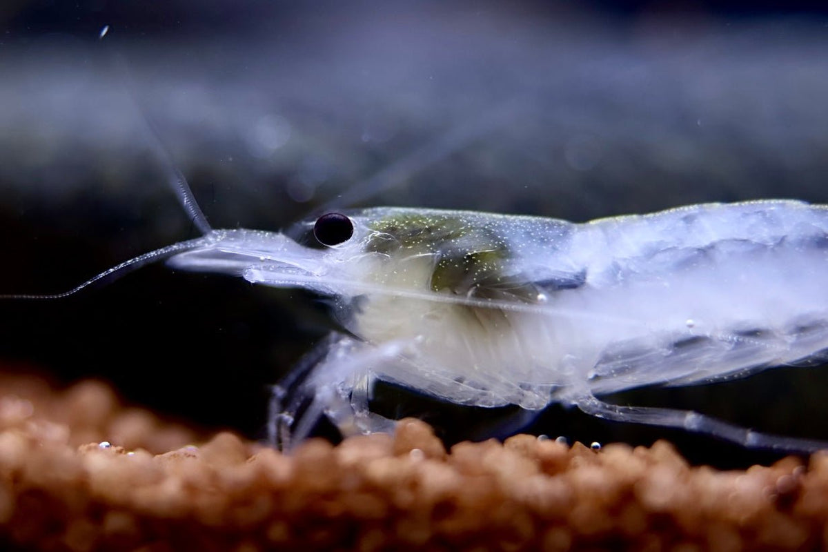 Weiße Amano Garnele Größe L - Caridina multidentata - Water - Plants