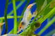 Yellow Jade - Neocaridina davidi - Neuheit - Water - Plants
