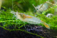 Yellow Jade - Neocaridina davidi - Neuheit - Water - Plants