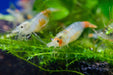 Yellow Jade - Neocaridina davidi - Neuheit - Water - Plants