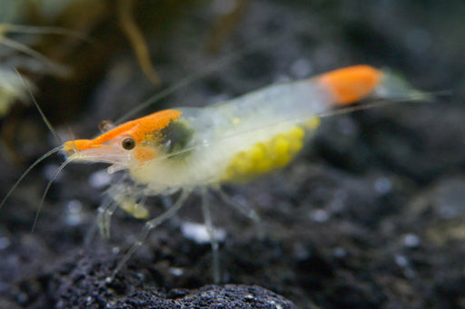 Yellow Jade - Neocaridina davidi - Neuheit - Water - Plants