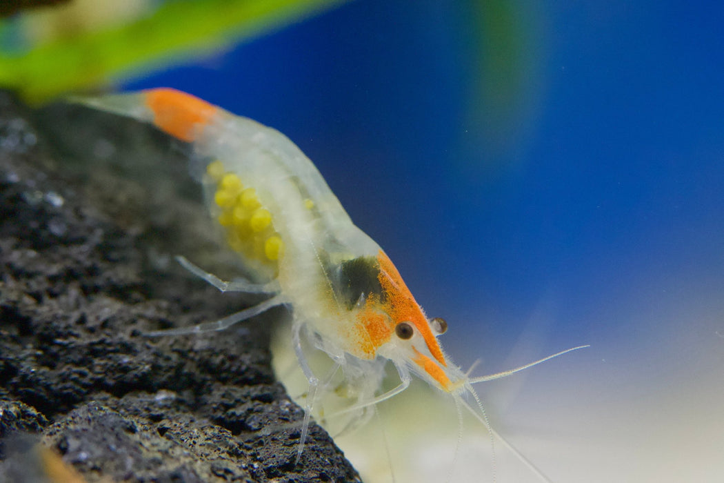 Yellow Jade - Neocaridina davidi - Neuheit - Water - Plants
