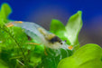 Yellow Jade - Neocaridina davidi - Neuheit - Water - Plants