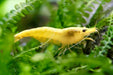 Yellow Sakura Zwerggarnele - Water - Plants