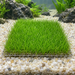 Zwergnadelsimse auf Gitter – Eleocharis parvula - Water - Plants