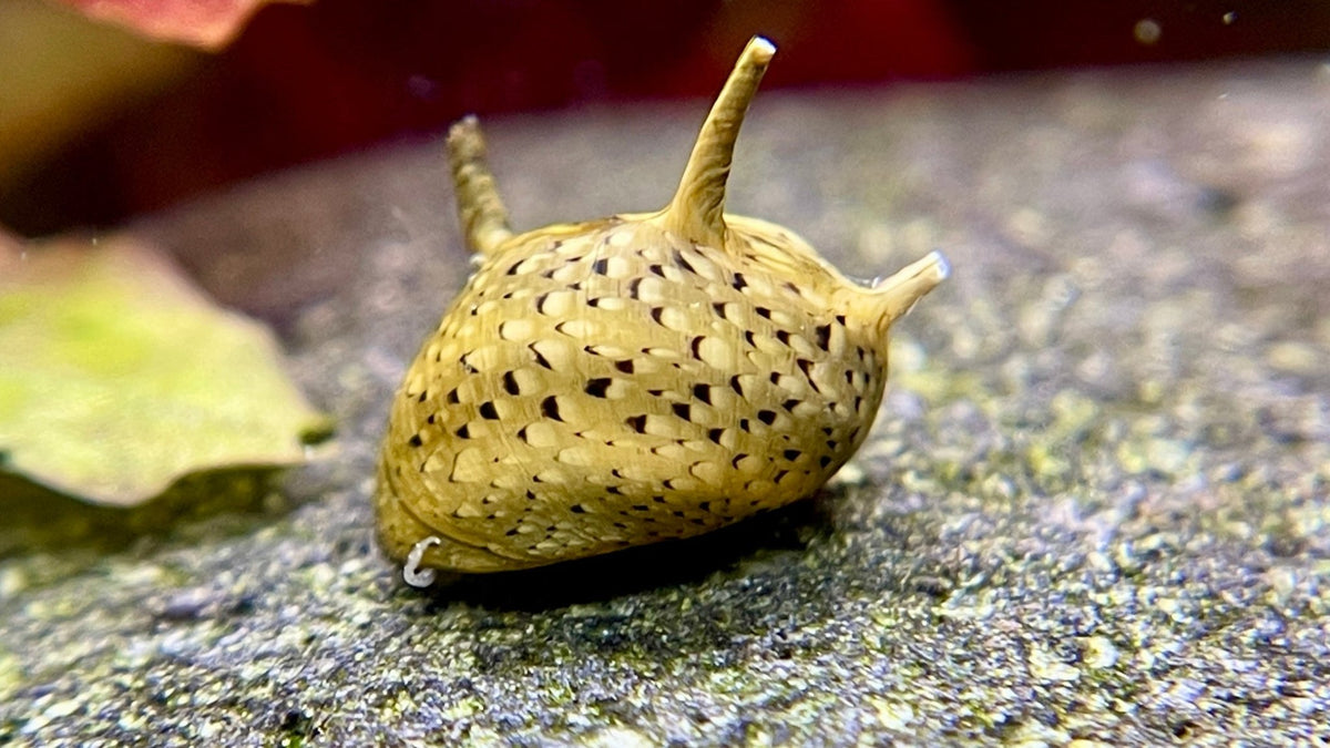 Geweihschnecke Mix - Water - Plants