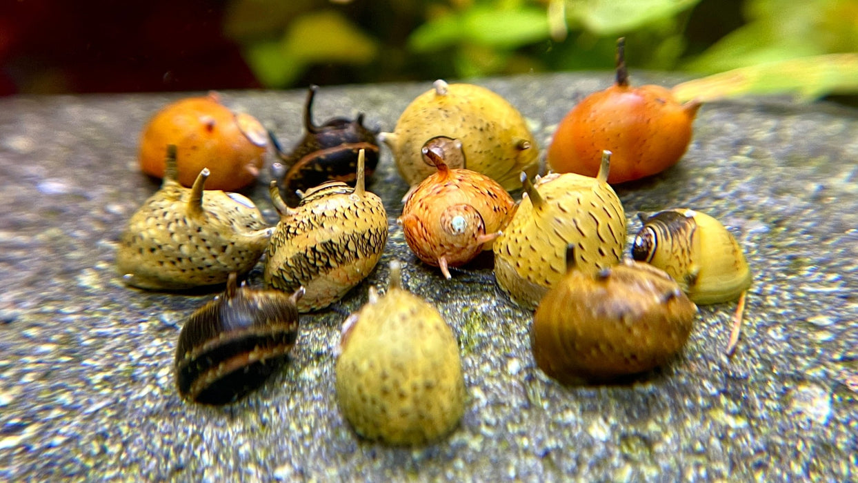 Geweihschnecke Mix - Water - Plants