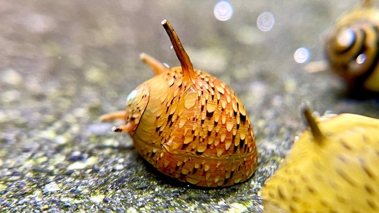 Geweihschnecke Mix - Water - Plants