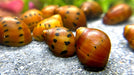 Rennschnecken Mix 4 Tiere im Set - Water - Plants