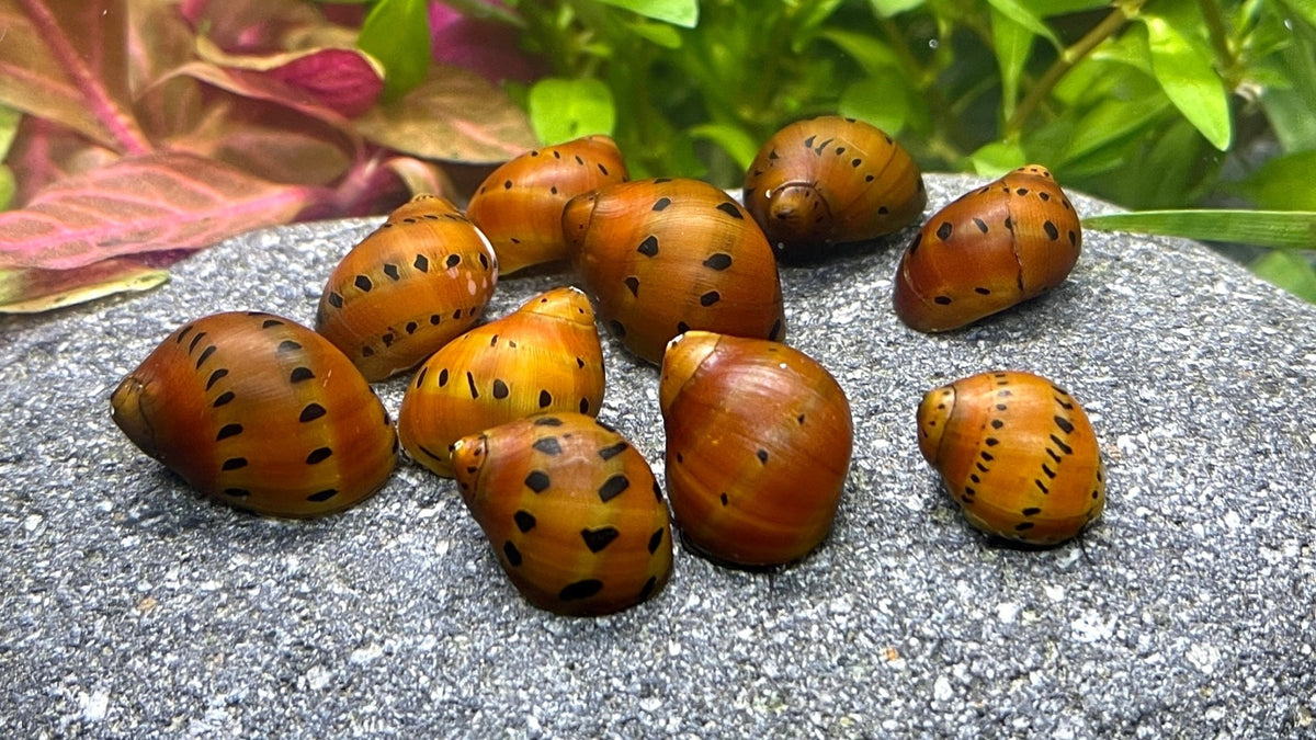Rennschnecken Mix 4 Tiere im Set - Water - Plants