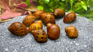 Rennschnecken Mix 4 Tiere im Set - Water - Plants