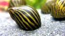 Rennschnecken Mix 4 Tiere im Set - Water - Plants