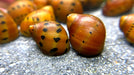 Rennschnecken Mix 4 Tiere im Set - Water - Plants