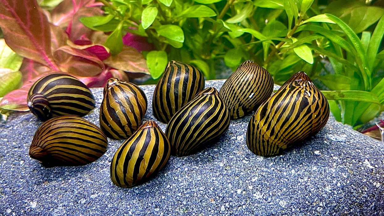 Rennschnecken Mix 4 Tiere im Set - Water - Plants