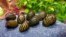 Rennschnecken Mix 4 Tiere im Set - Water - Plants