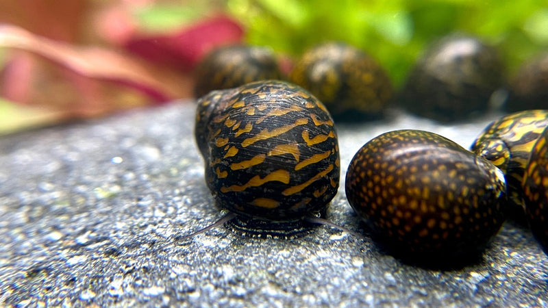 Rennschnecken Mix 4 Tiere im Set - Water - Plants