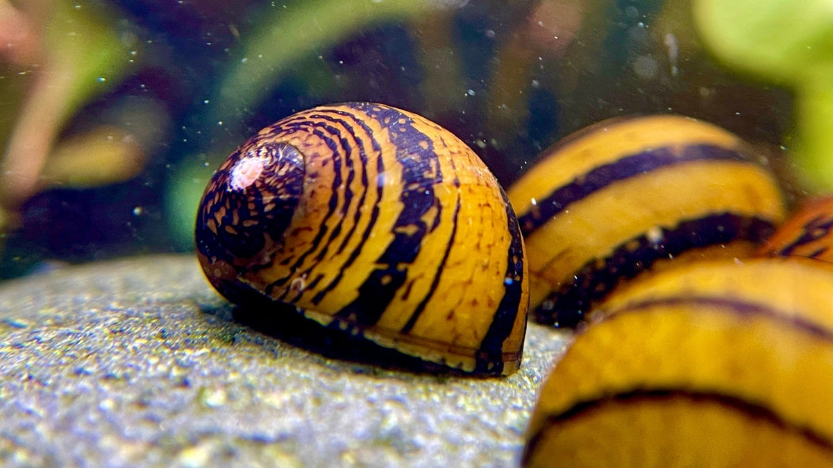 Ring Rennschnecke - Water - Plants