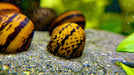 Ring Rennschnecke - Water - Plants