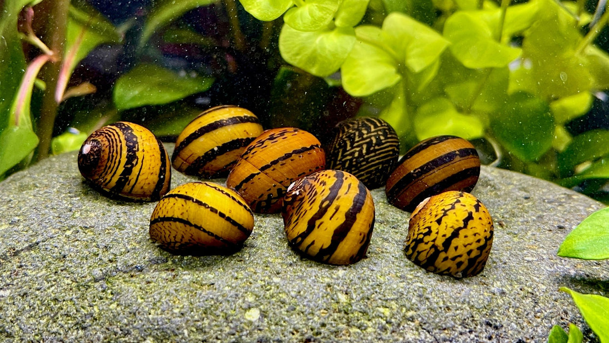 Ring Rennschnecke - Water - Plants