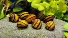 Ring Rennschnecke - Water - Plants