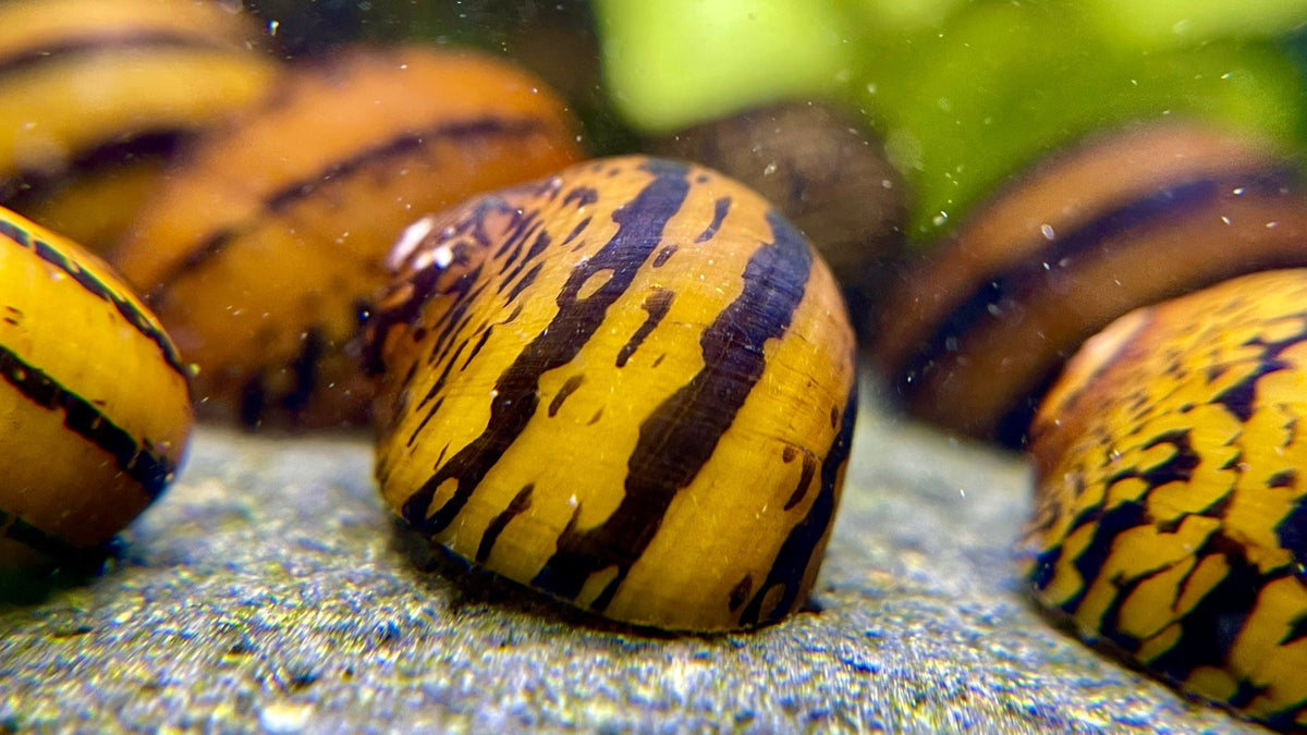 Ring Rennschnecke - Water - Plants