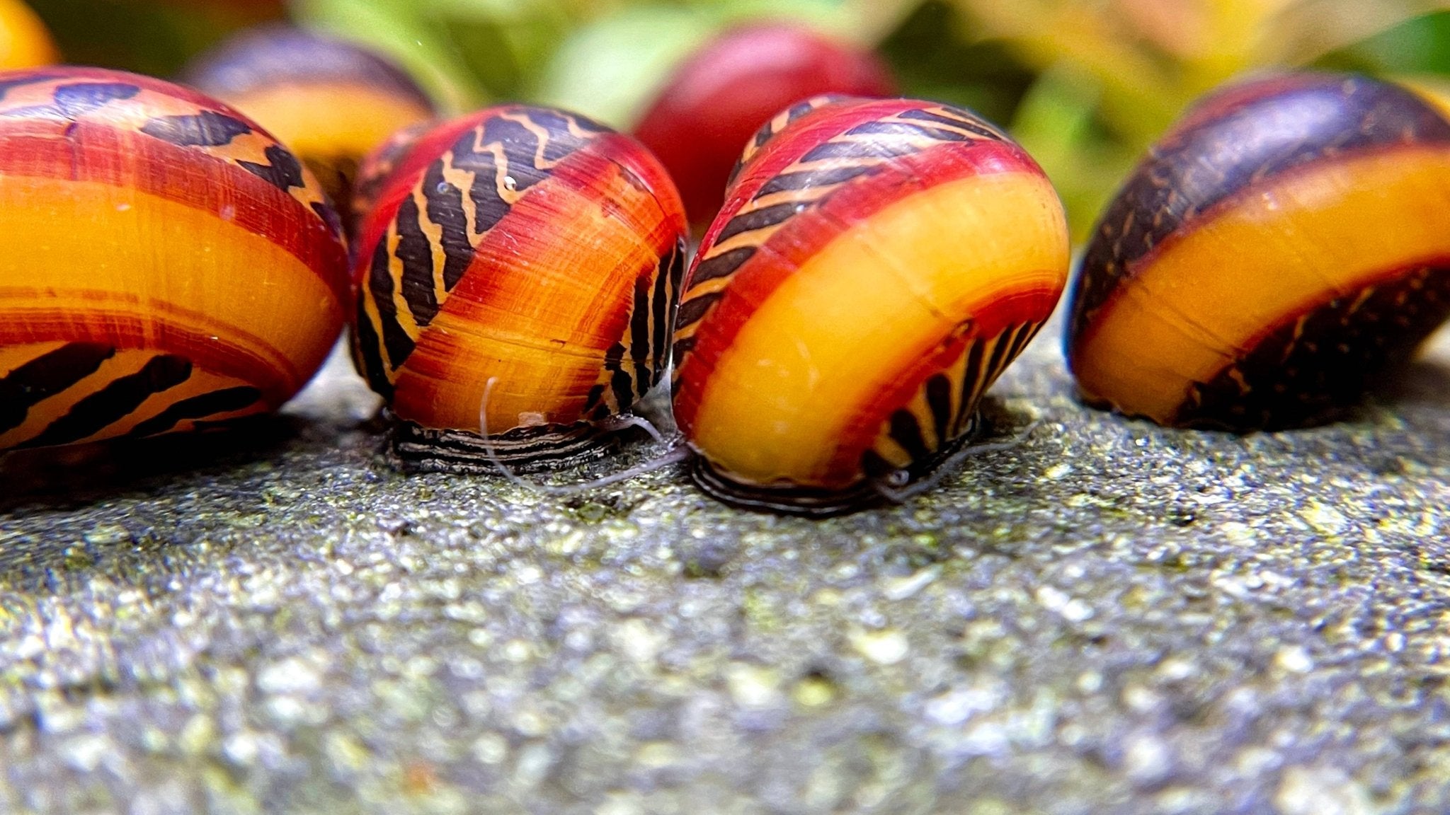Rote Rennschnecke - Vittina waigiensis - Water - Plants