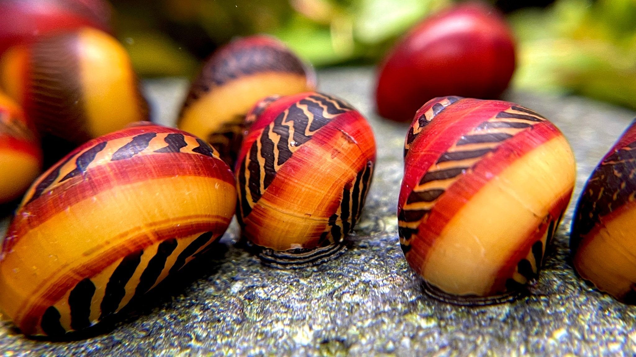 Rote Rennschnecke - Vittina waigiensis - Water - Plants