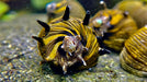 Sun Snail Geweihschnecke - Water - Plants