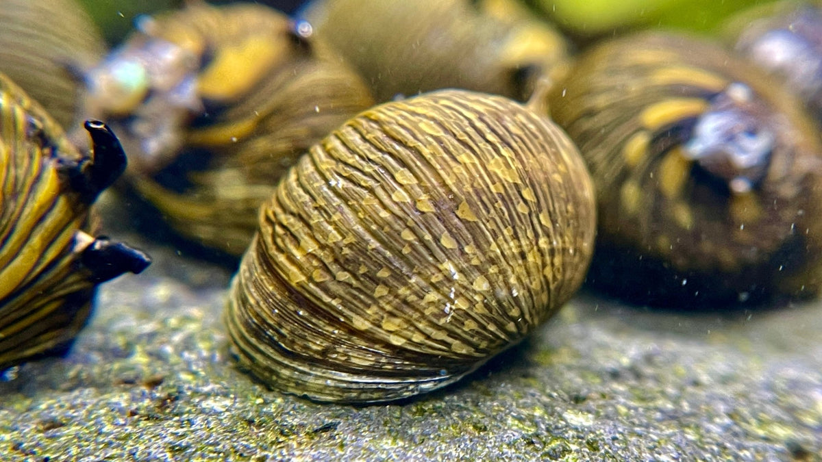 Sun Snail Geweihschnecke - Water - Plants