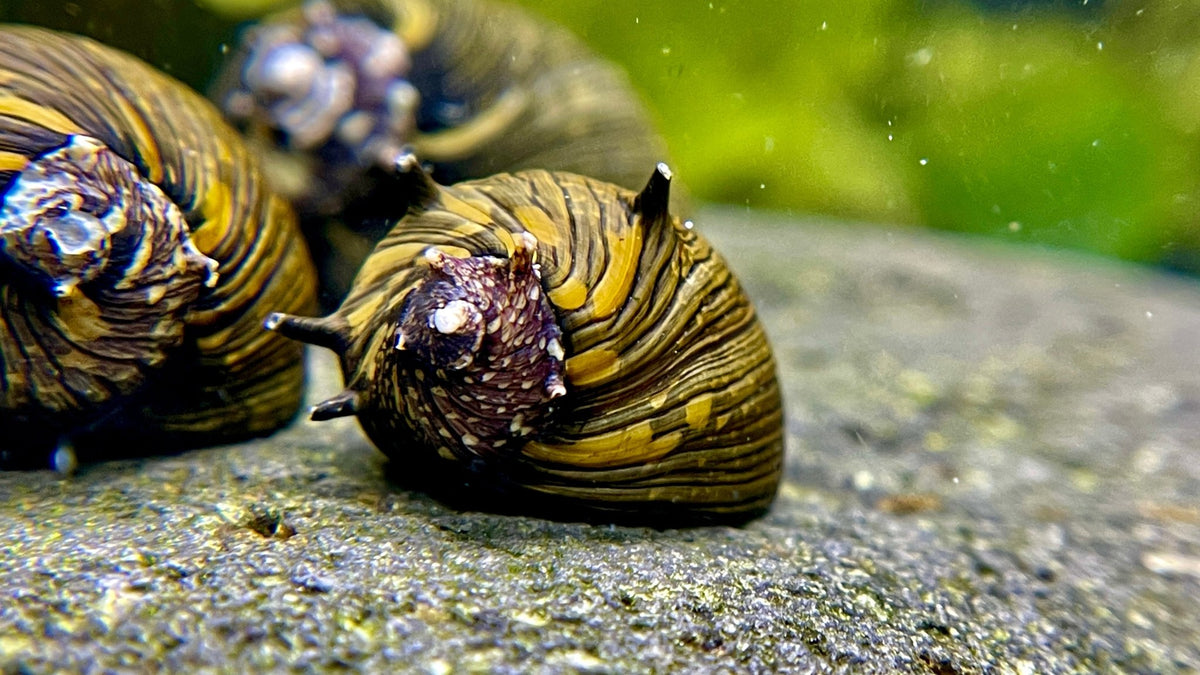 Sun Snail Geweihschnecke - Water - Plants