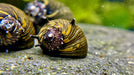 Sun Snail Geweihschnecke - Water - Plants