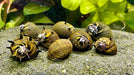 Sun Snail Geweihschnecke - Water - Plants