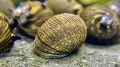 Bild 4 von Geweihschnecke Sun Snail  // ab 1,59€ im Staffelpreis